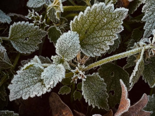 空気科学住宅（コラム）  霜はどうして降りるの？―霜と空気のヒミツ― を更新しました 。