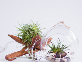 空気科学住宅（コラム） エアプランツは土がいらない！？―空気が支える植物のヒミツ